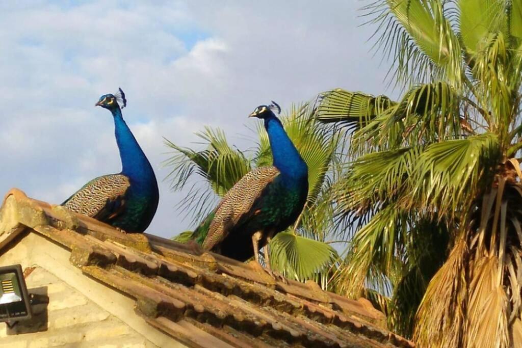 Cortijo San Jose Villa Sevilla Dış mekan fotoğraf